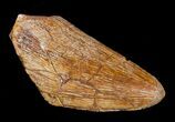 Inch Carcharodontosaurus Tooth Tip #4224-3